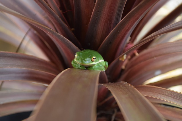 Free Frog Tree photo and picture