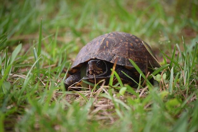 Free Turtle Nature photo and picture