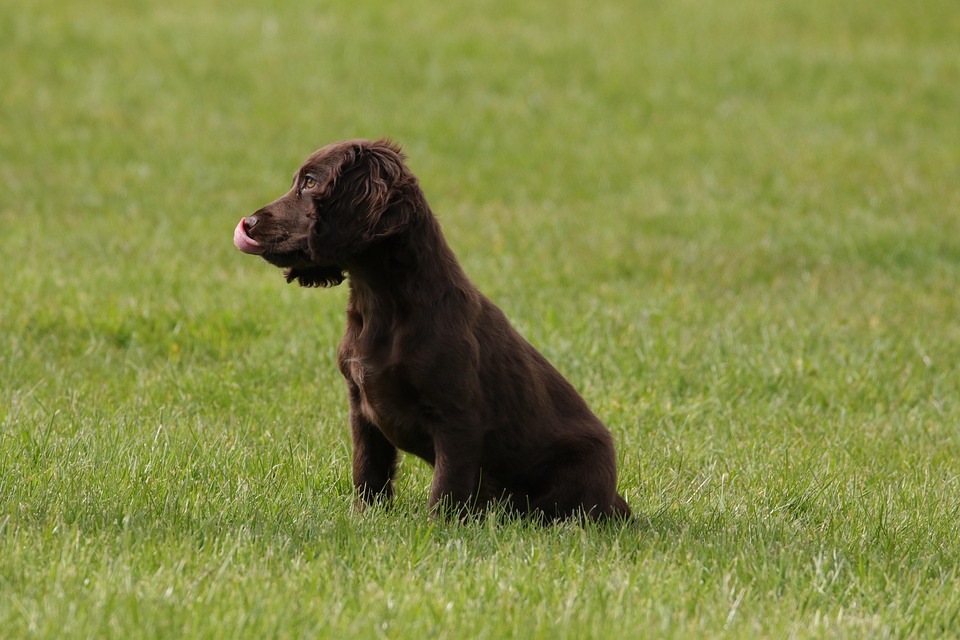 Cucciolo Cocker Spaniel Foto Gratis Su Pixabay