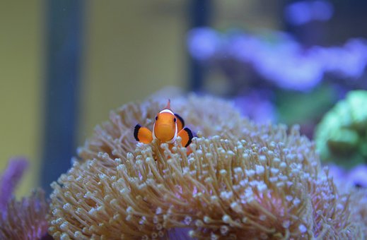9以上の無料ファインディング・ニモ&魚画像 - Pixabay