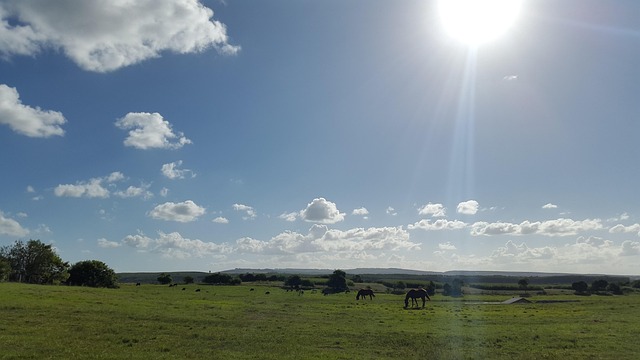 Natur, Feld, Pferde, Himmel