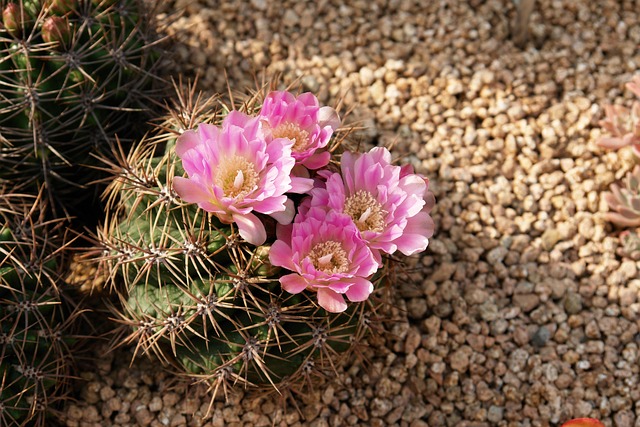 Cactus, Blomst, Plante, Natur, Synlig