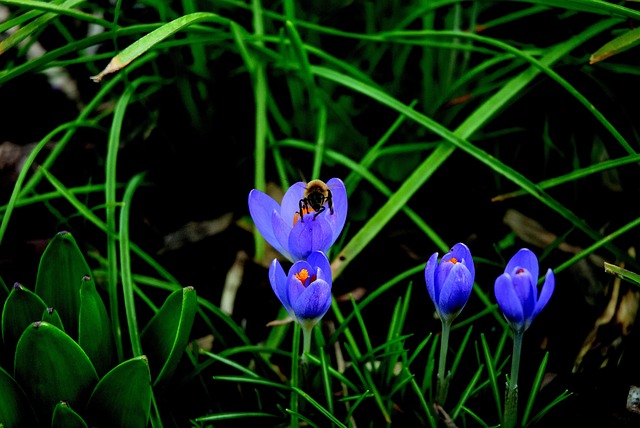 Free Bee Crocus photo and picture