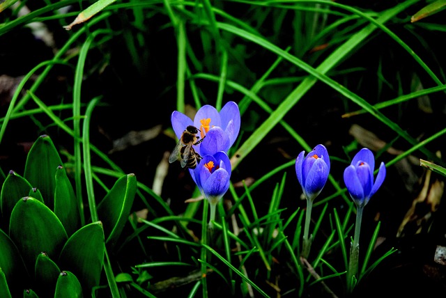 Free Bee Crocus photo and picture