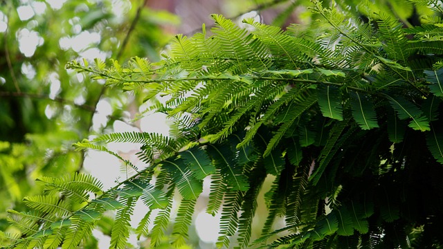 Free Nature Leaves photo and picture