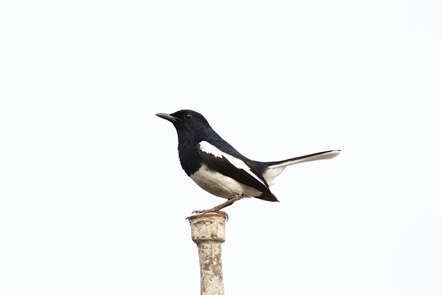 Free Birds Nature photo and picture