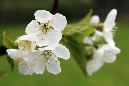 Free Cherry Blossom Blossom photo and picture