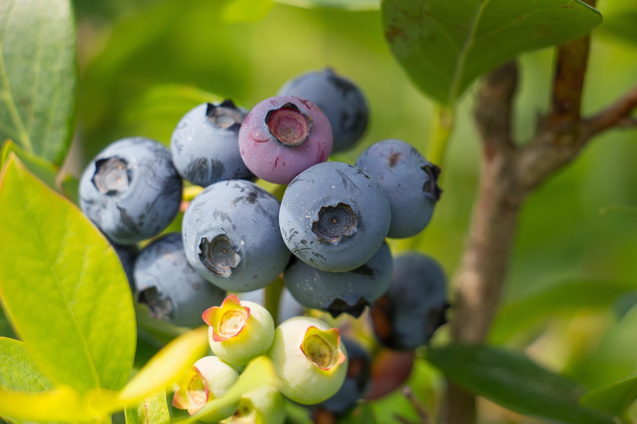 Blueberry Fruit Summer Free photo on Pixabay Pixabay