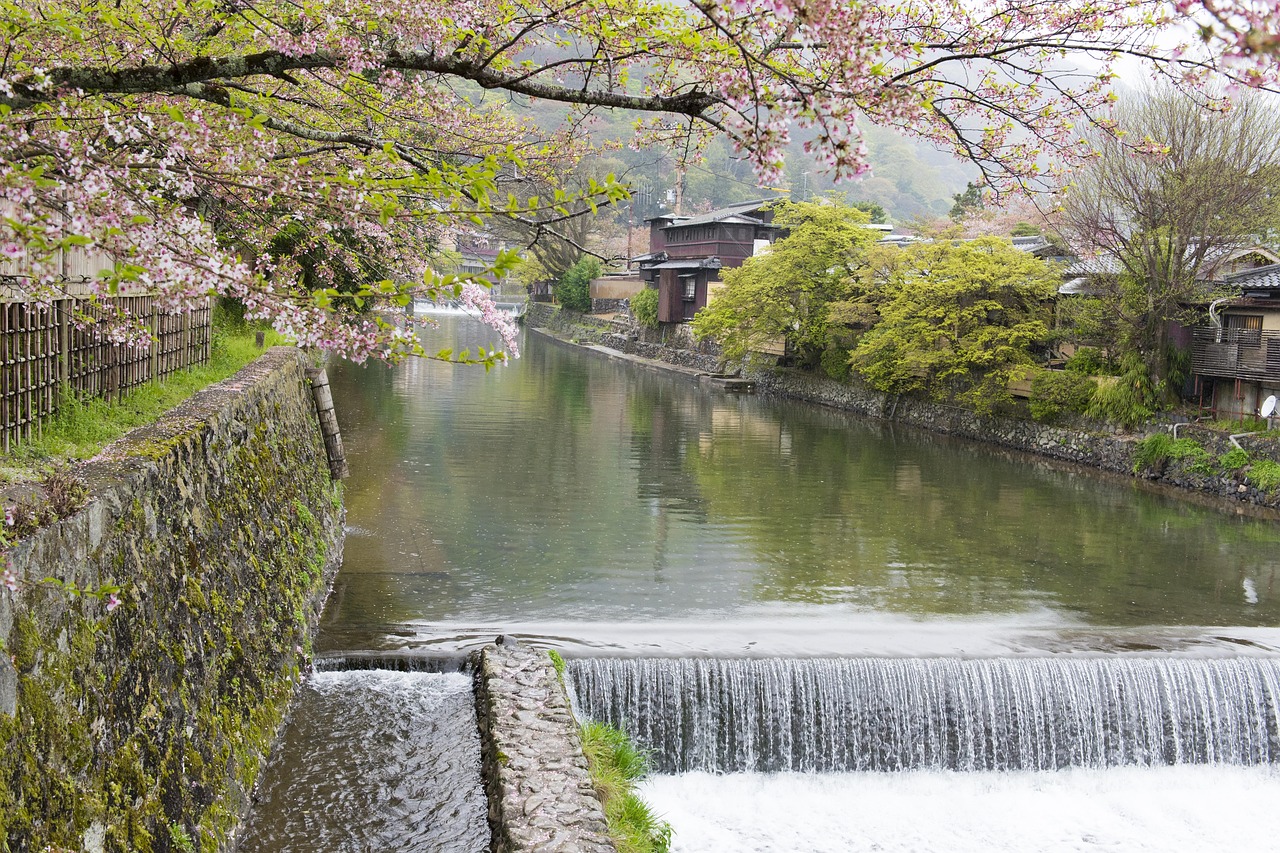 Sakura - free online jigsaw puzzle photo