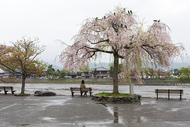 Free Sakura Cherry Blossom photo and picture