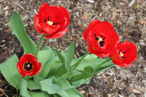 Blumen, Tulpen, Frühling, Feder, Rot