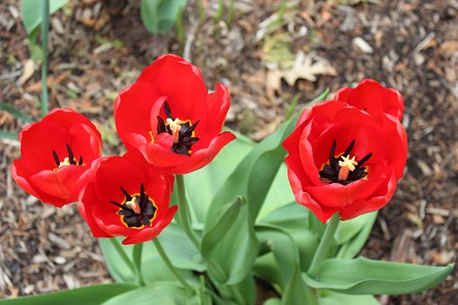 Blumen, Tulpen, Frühling, Feder, Rot