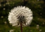 dandelion, close, sun