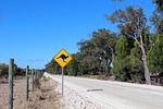 australia, kangaroo, road