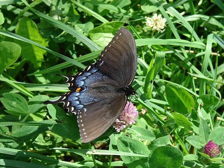 Free Butterfly Earth Day photo and picture