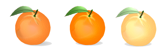 Free orange vector citrus fruits illustration