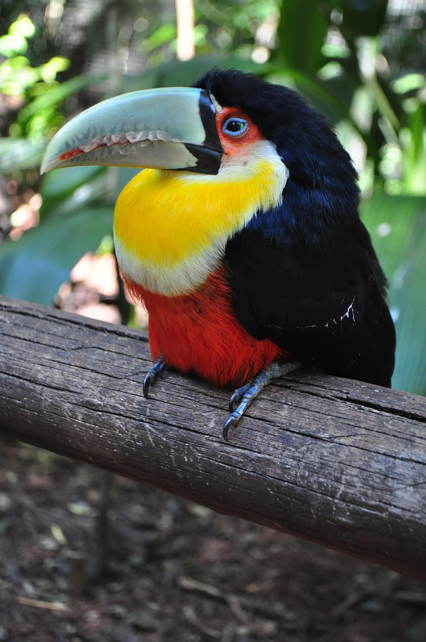 toucan-3746909_960_720.jpg