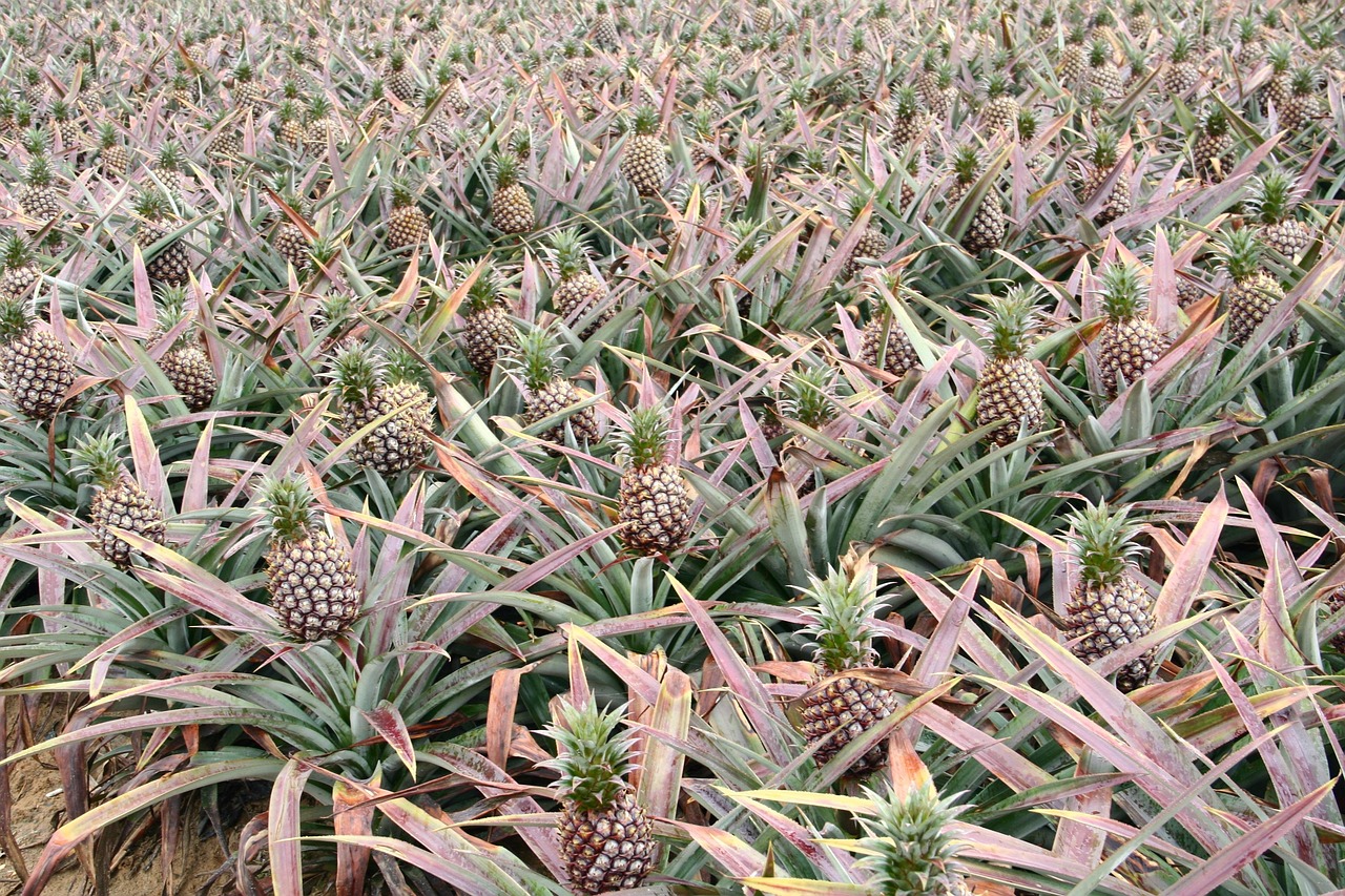 Pineapple Fruit Integrated - Free photo on Pixabay