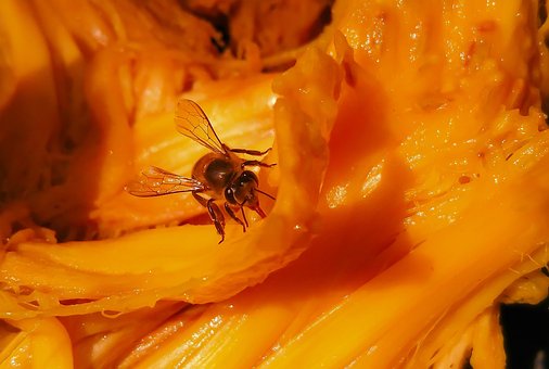 Honigbiene, Biene, Honig, Jackfrucht