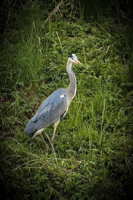 Free Bird Heron photo and picture