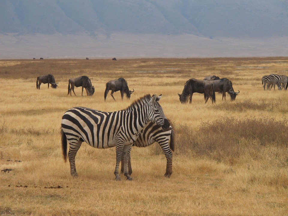 Zebra Safari, Ngorongoro, Nature, Safari, Travel, Park
