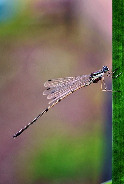 Makrofotografie, Damselfly, Käfer