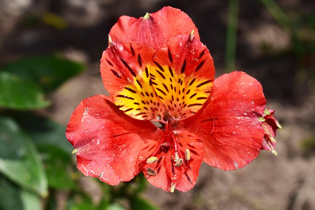 Floare, Flori Frumoase, Flori Fundal