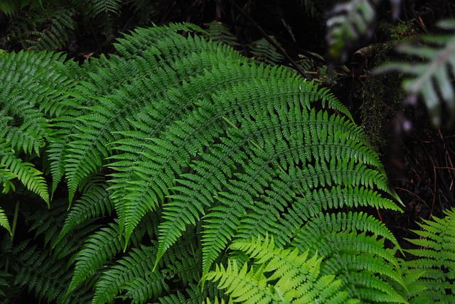 Free Fern Path photo and picture