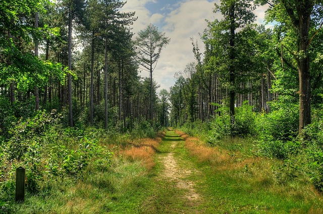 Free Polygons Forest Polygon Wood photo and picture