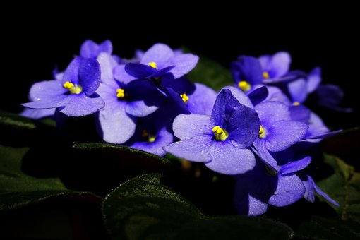 Free Flower Night photo and picture