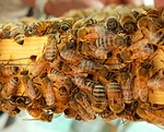 bee, bees, honey
