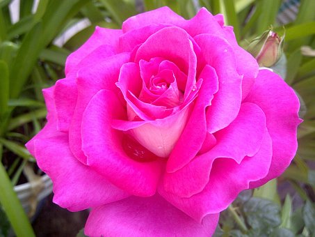 Naturaleza, Personas, Flores, Mujer