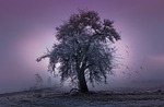 tree, halloween, twelfth night