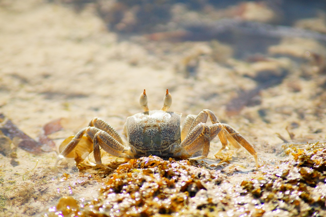 Marine - free online jigsaw puzzle photo