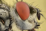 insect, extreme, macro