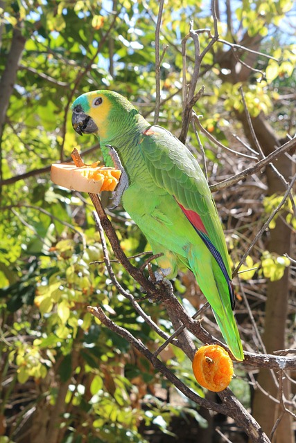 Free Parrot Bird photo and picture