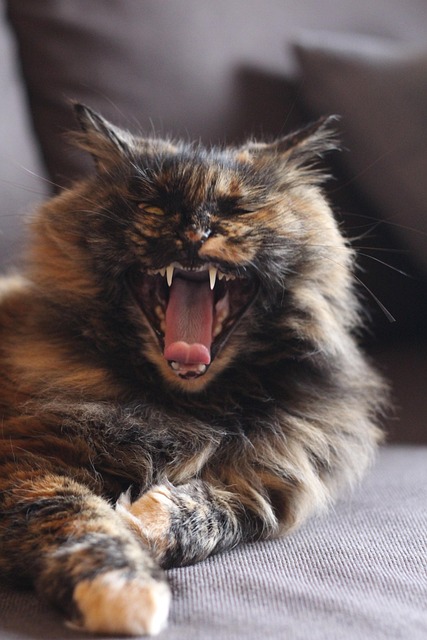 Free Cat Fangs photo and picture