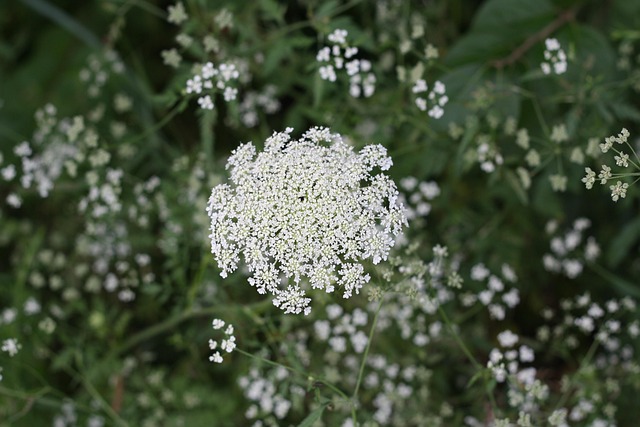 Free Flower Wild Flower photo and picture
