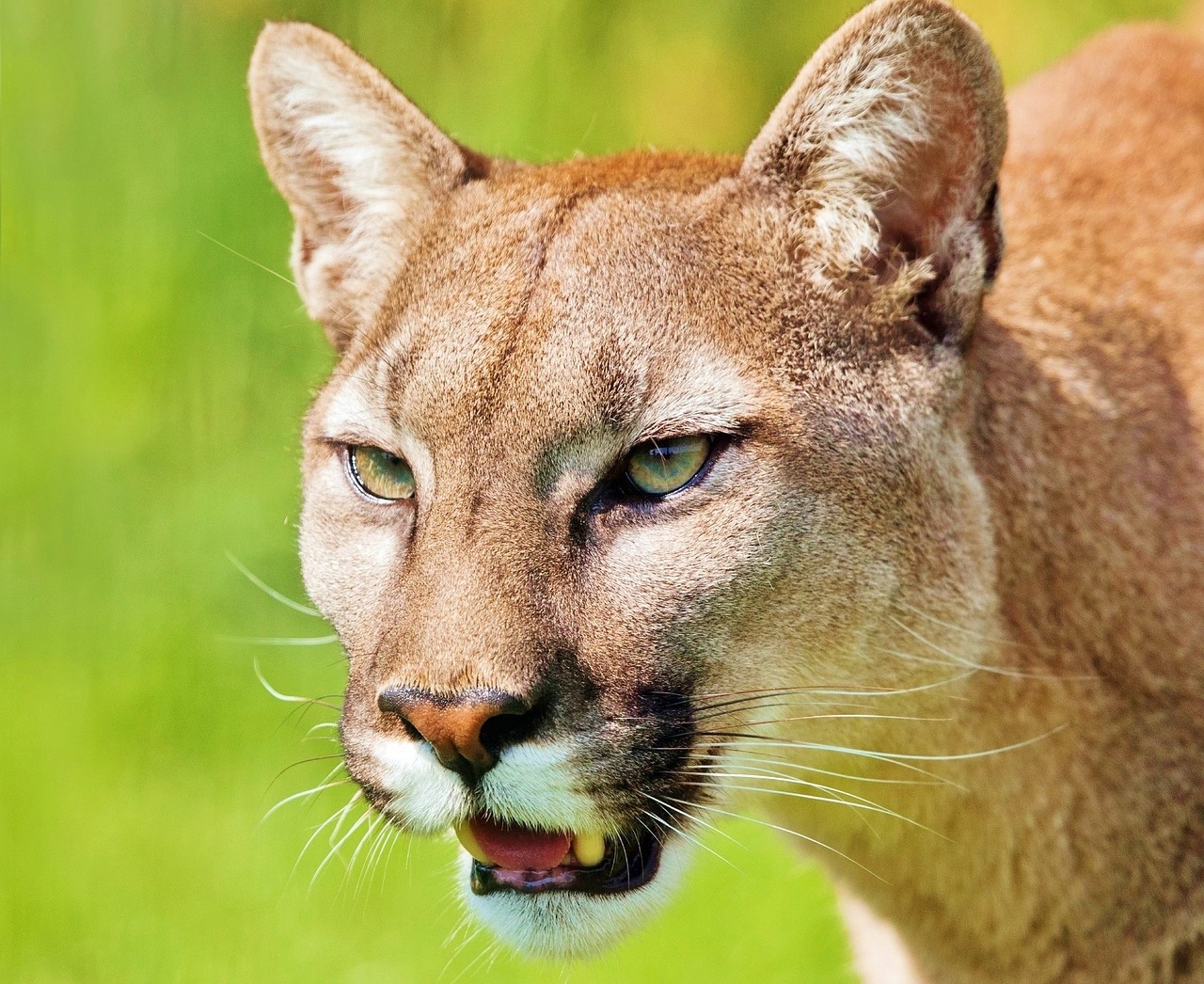 200 Kostenlose Puma Und Natur Bilder Pixabay 200 Kostenlose Puma Und Natur Bilder Pixabay