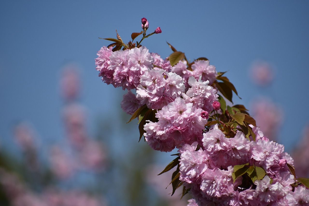 树 开花 春天 - Pixabay上的免费照片 - Pixabay