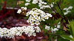 tawuła, flower, blooms
