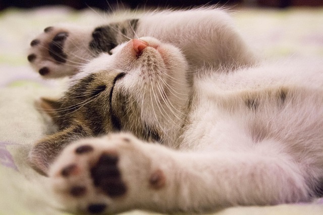 Free Kitten Animal photo and picture