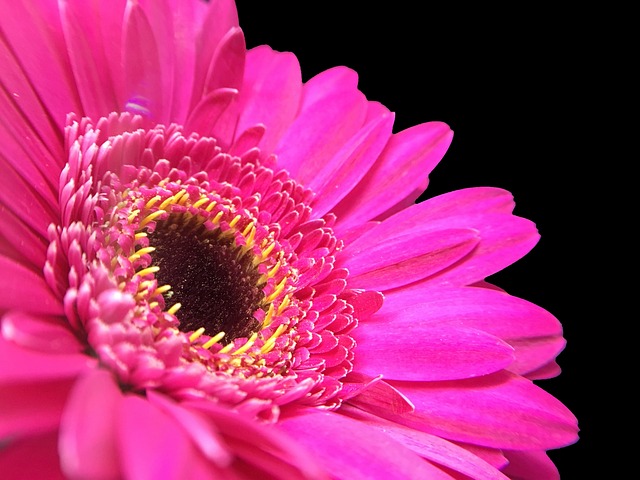 非洲菊 粉色的 特写 - Pixabay上的免费照片 - Pixabay