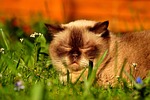 cat, british shorthair, sleep