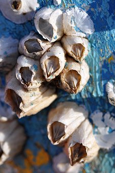 Barnacles, Macro, Blue, Aqua, Close-Up