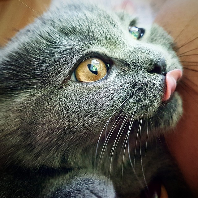 Free Cat Kitten photo and picture