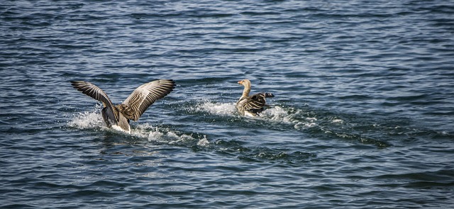 Vögel, Natur, Tiere, Wasser, Gans, Gänse