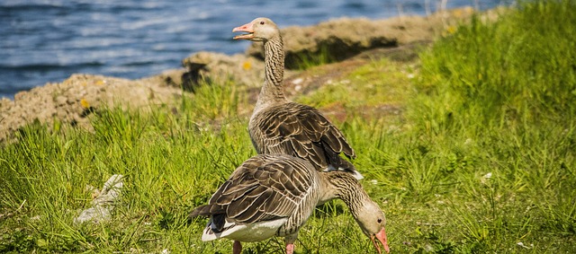 Vögel, Natur, Tiere, Wasser, Gans, Gänse