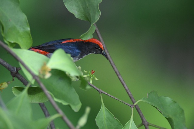 Free Scarlet-Backed Flowerepecker Bird photo and picture