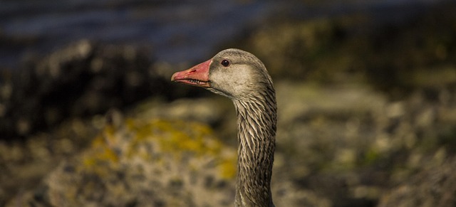 Vögel, Natur, Tiere, Wasser, Gans, Gänse